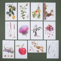 Flora Araştırmalar Derneği Kartpostal Seti - No.1