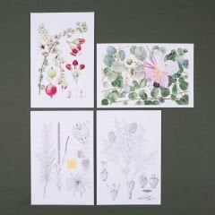 Flora Araştırmalar Derneği Kartpostal Seti - No.2
