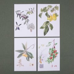 Flora Araştırmalar Derneği Kartpostal Seti - No.3