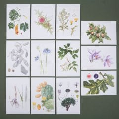 Flora Araştırmalar Derneği Kartpostal Seti - No.4