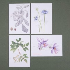 Flora Araştırmalar Derneği Kartpostal Seti - No.4