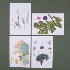 Flora Araştırmalar Derneği Kartpostal Seti - No.4