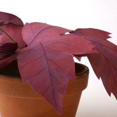 Japon Akçağaç – Kâğıt Çiçek