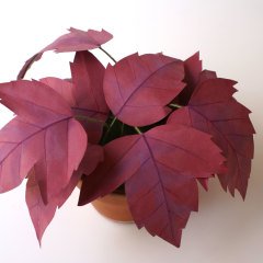 Japon Akçağaç – Kâğıt Çiçek