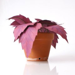 Japon Akçağaç – Kâğıt Çiçek