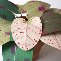 Mixed Syngonium – Melek Kanadı Kâğıt Çiçek