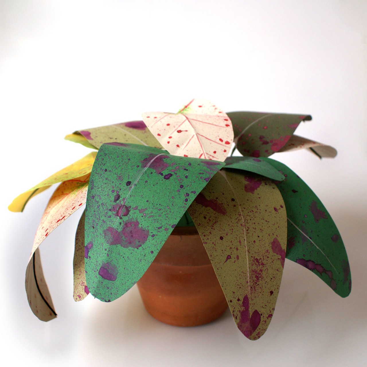 Mixed Syngonium – Melek Kanadı Kâğıt Çiçek