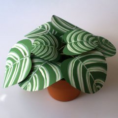 Caletea Orbifolia – Kâğıt Çiçek