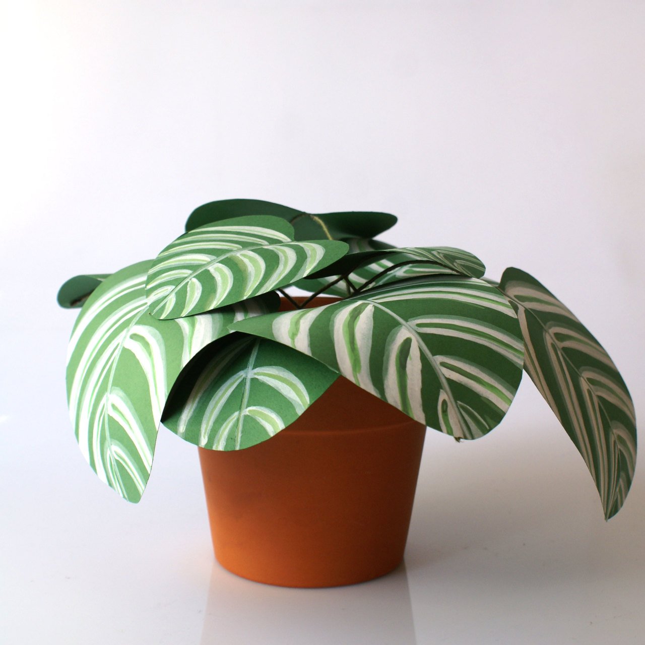 Caletea Orbifolia – Kâğıt Çiçek