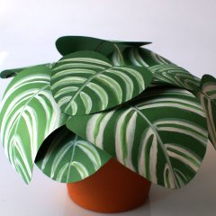 Caletea Orbifolia – Kâğıt Çiçek